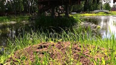 阳光明媚的一天，在潺潺的溪水旁长满了青草